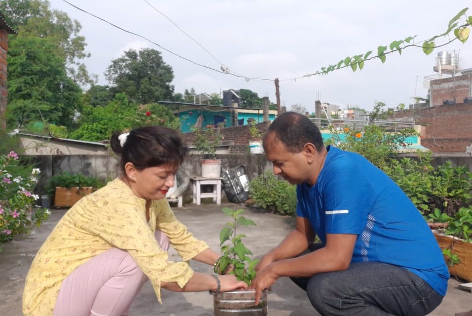 पतञ्जली योग समिति द्वारा घरघरमा जडिबुटिका बिरुवा रोपेर जडिबुटि दिवस मनाईयो